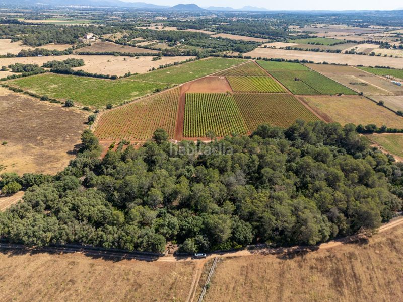 Foto cb1e9c18-63bf-46f1-ad22-0edc4549e1d2. Finca rústica a Sencelles