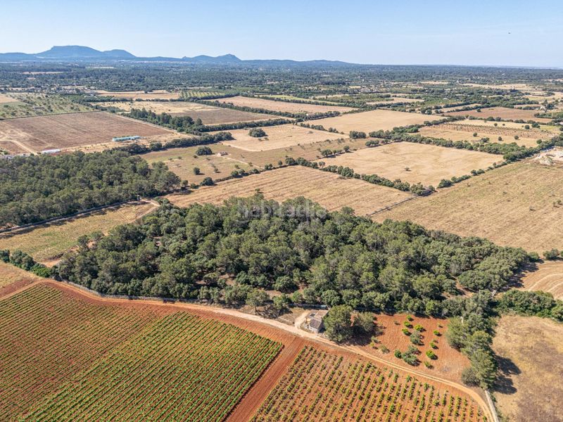 Foto d5f1b1cb-4cde-433c-9ea6-68aca04476f8. Finca rústica a Sencelles