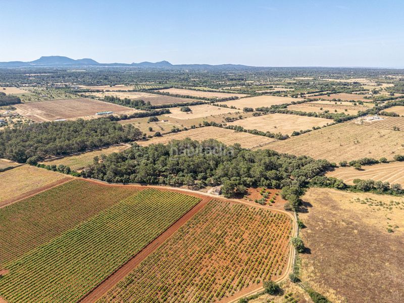 Foto dcd463e4-8e10-490b-95b9-d199d6d5cbec. Finca rústica a Sencelles