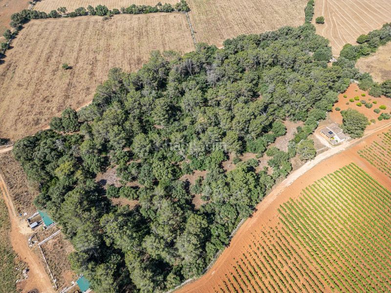 Foto f412b97d-7d96-441f-a38c-dd5387f3a8ee. Finca rústica a Sencelles