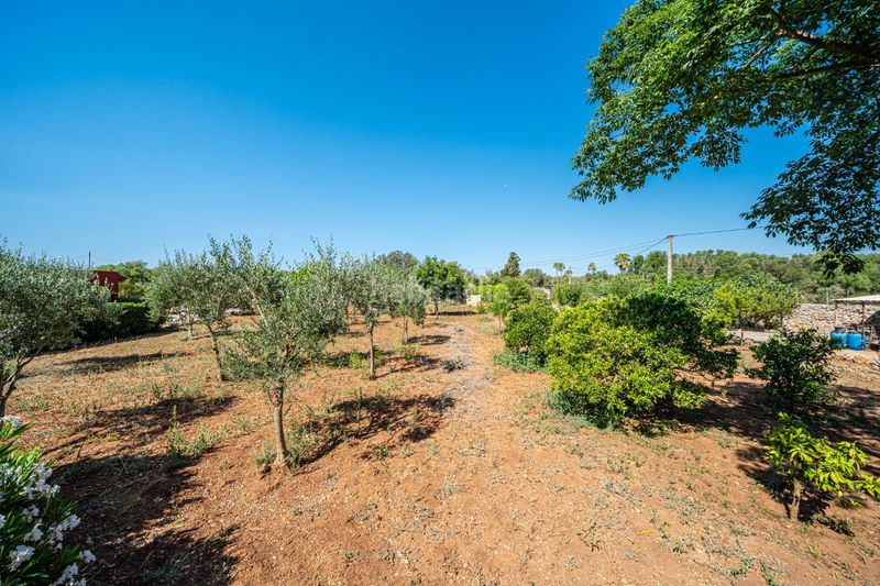 Foto 97c59b8c-97fb-42dc-a3ce-5129ad5a1e9d. Masia a Algaida