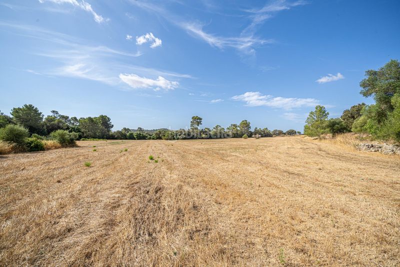 Foto 0b85d006-a62b-4bf3-9194-6b72e9bd9dd1. Finca rústica en diseminado son mora 199 conjunto de parcelas rústicas en venta (mallorca) – zona son mora en Porreres
