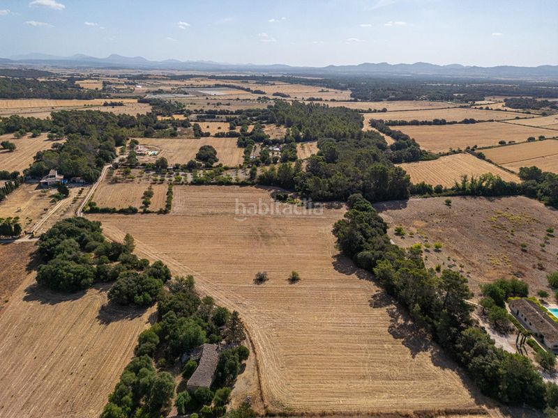 Foto 469175e0-ca2a-402f-a48f-92da9f47a59c. Finca rústica en diseminado son mora 199 conjunto de parcelas rústicas en venta (mallorca) – zona son mora en Porreres