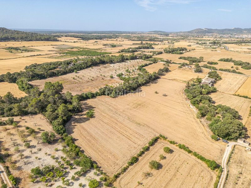 Foto 5ef700c9-0980-4657-9779-89210bebdca8. Finca rústica en diseminado son mora 199 conjunto de parcelas rústicas en venta (mallorca) – zona son mora en Porreres
