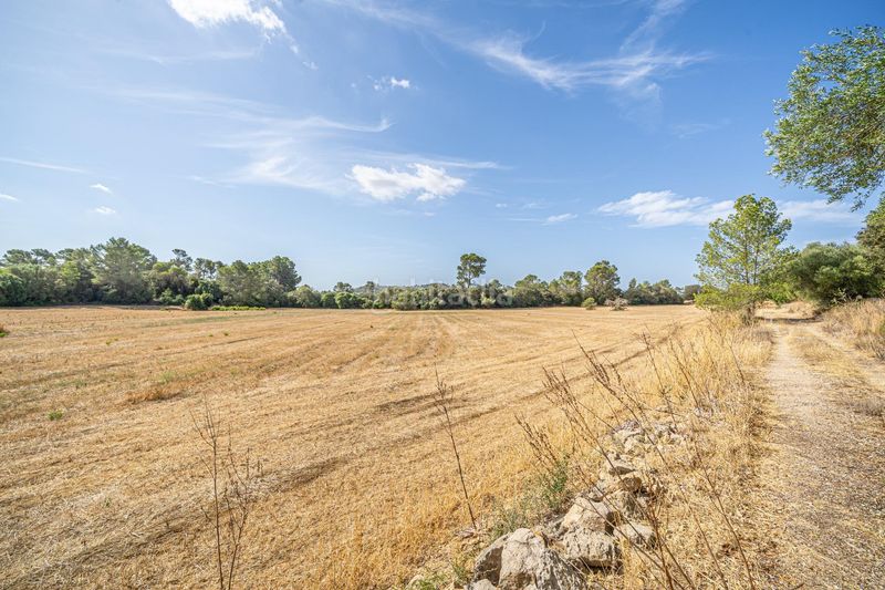 Foto 90588abb-2cbb-4160-8843-115408085023. Finca rústica en diseminado son mora 199 conjunto de parcelas rústicas en venta (mallorca) – zona son mora en Porreres