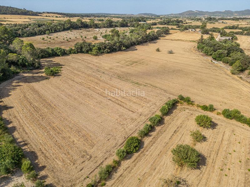 Foto a3ca1734-2f7f-4815-85f0-1824b733dbf9. Finca rústica en diseminado son mora 199 conjunto de parcelas rústicas en venta (mallorca) – zona son mora en Porreres
