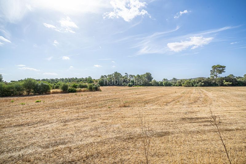 Foto ab47d43c-0b60-4dcb-b27c-d26970486732. Finca rústica en diseminado son mora 199 conjunto de parcelas rústicas en venta (mallorca) – zona son mora en Porreres