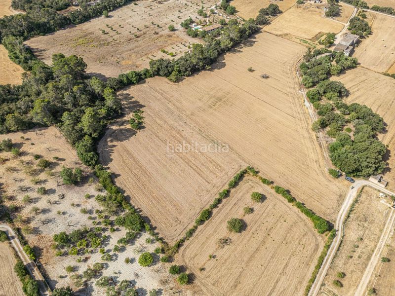 Foto b6f2e205-9458-483c-ab39-c1c72389e00d. Finca rústica en diseminado son mora 199 conjunto de parcelas rústicas en venta (mallorca) – zona son mora en Porreres