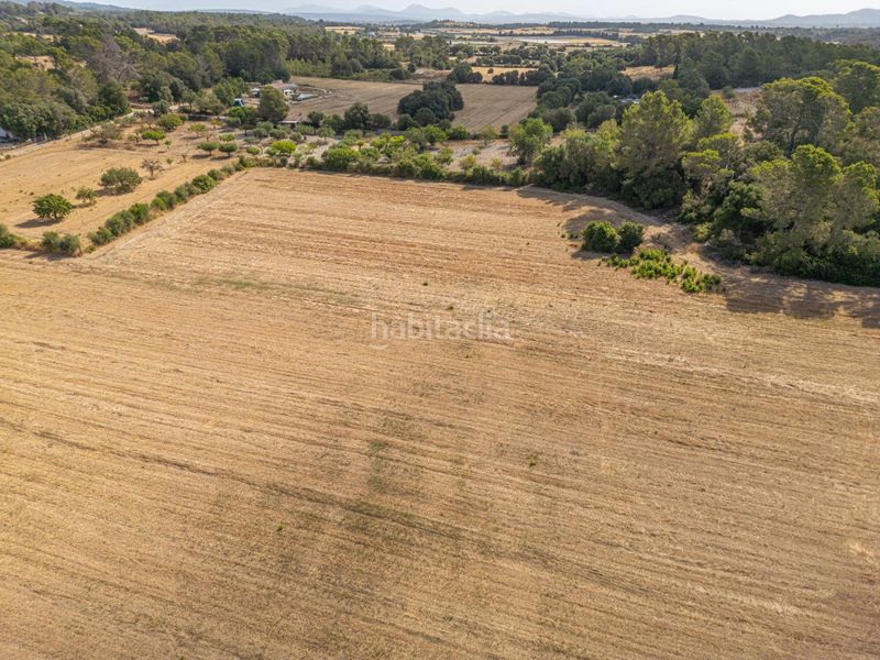 Foto ba330af3-0cd3-4009-a089-b2aa8c8fd6f8. Finca rústica en diseminado son mora 199 conjunto de parcelas rústicas en venta (mallorca) – zona son mora en Porreres
