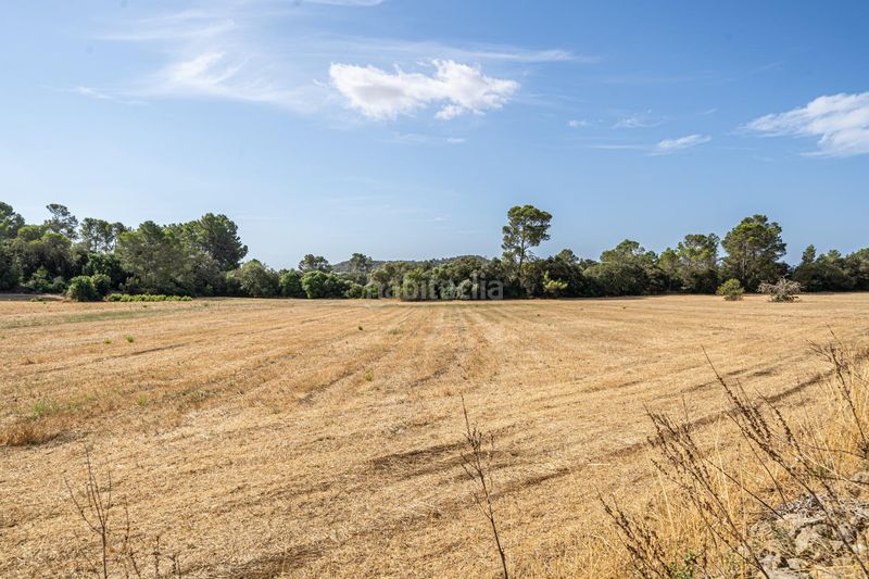 Foto eaeab267-7843-4672-839f-8e8a11476f10. Finca rústica en diseminado son mora 199 conjunto de parcelas rústicas en venta (mallorca) – zona son mora en Porreres