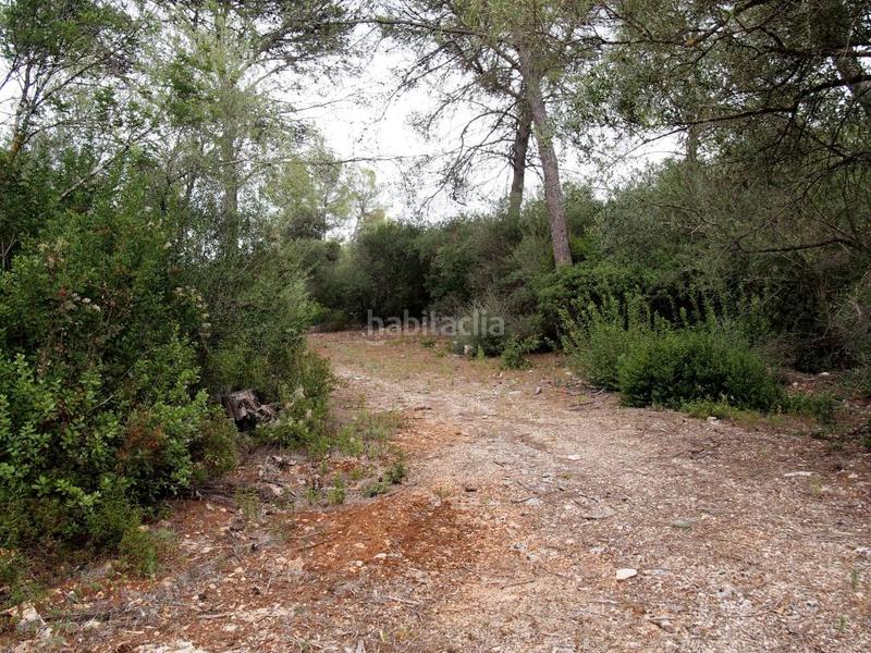 Foto 002b5317-292c-4514-994d-8603649930d3. Terreno residencial finca rústica en cas canar en Sencelles