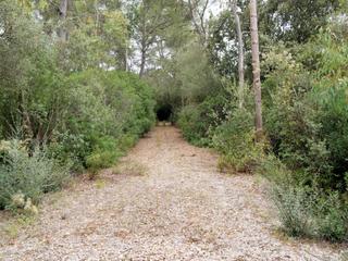 Terreny residencial a Sencelles. Finca rústica en cas canar sencelles