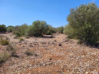 Residential Plot in Sencelles. Terreno urbanizable en sencelles