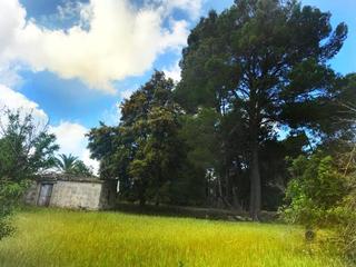 Mas à Selva. Magnifica finca totalmente legal