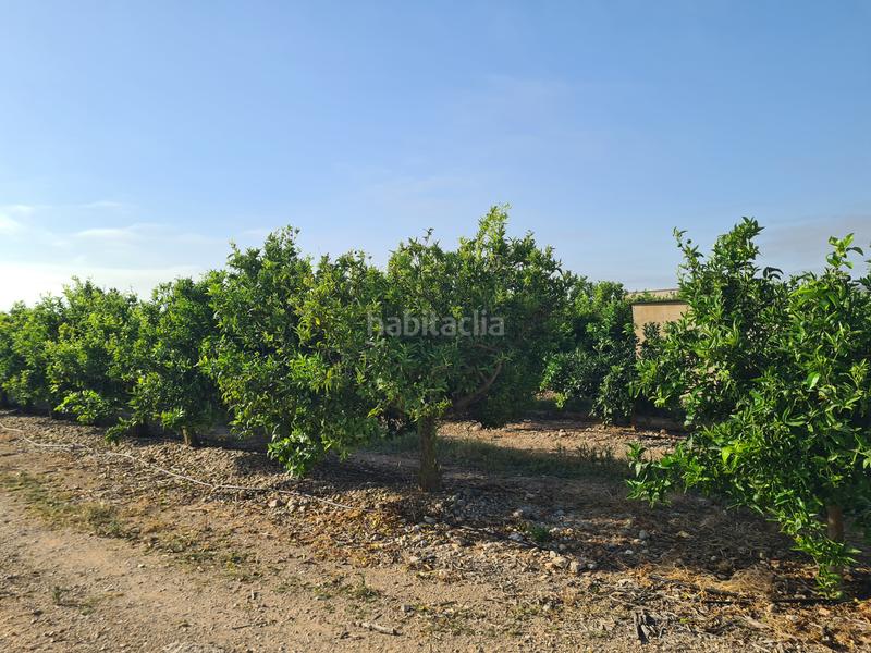 Foto 32700e0d-3af7-4e7c-9bc2-b38bf05b5e46. Finca rústica finca de 7.000m en produccion en Casco Urbano Vinaròs