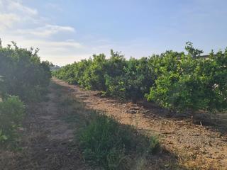Finca rústica  Avinguda del país valencià. Finca de 7.000m en produccion