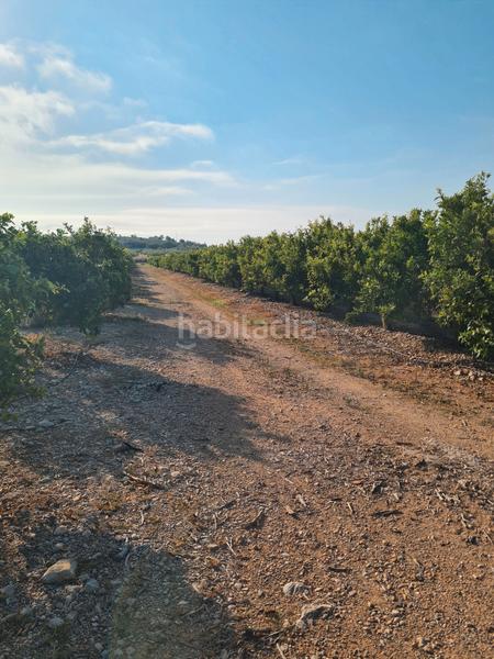 Foto f663ed3f-5c70-4433-98d3-4f9c5cf7fc55. Finca rústica finca de 7.000m en produccion en Casco Urbano Vinaròs