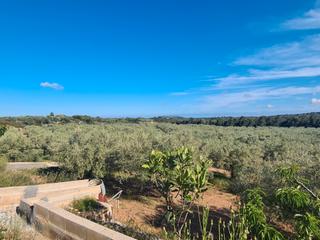 Finca rústica  N/a. Gran finca con olivos