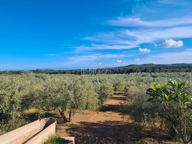 Foto b11a5a88-3a02-46b8-bc5b-348db01e785b. Finca rústica a San Jorge