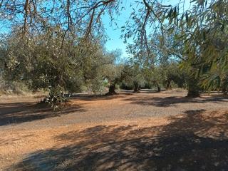 Finca rústica  N/a. Gran ocasion de fincas