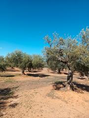 Finca rústica  N/a. Ocasion finca