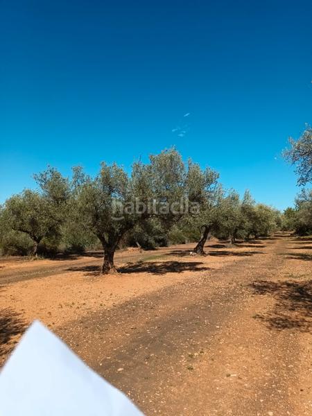 Foto 97d59353-fd55-4c61-9f59-219bd3d578a9. Fondo rustico in Casco Urbano Vinaròs