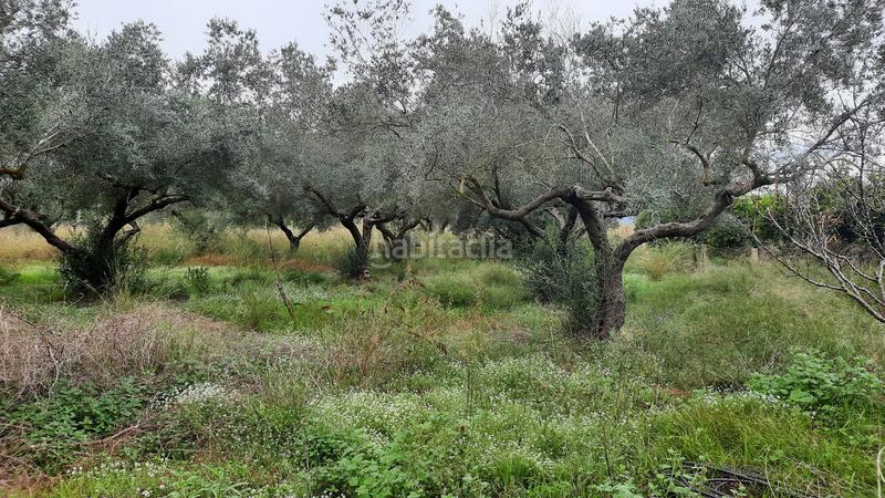 Foto 465a31aa-314e-45b0-8e8d-c02f996e206a. Finca rústica a Partidas de Interior - Zona Rústica Vinaròs
