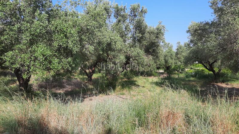 Foto 5b2f2250-9d2b-46b6-b6cd-7747a8c41e96. Finca rústica a Partidas de Interior - Zona Rústica Vinaròs