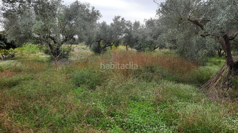 Foto 6ffb2839-cac1-4c97-89c7-8887381e7c53. Finca rústica a Partidas de Interior - Zona Rústica Vinaròs