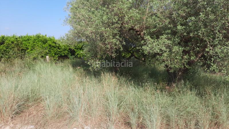 Foto 7a6018ae-297e-47ad-b220-4579094f8423. Finca rústica a Partidas de Interior - Zona Rústica Vinaròs