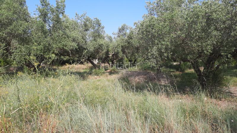 Foto 91d19a16-1727-421e-b676-97f0eecd606f. Finca rústica a Partidas de Interior - Zona Rústica Vinaròs