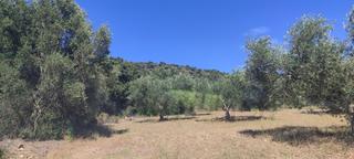 Residential Plot in Cantallops. Cantallops. finca de olivares