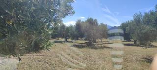 Terreny residencial a Cantallops. Cantallops. finca de olivares