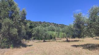 Wohngrundstück in Cantallops. Cantallops. finca de olivares