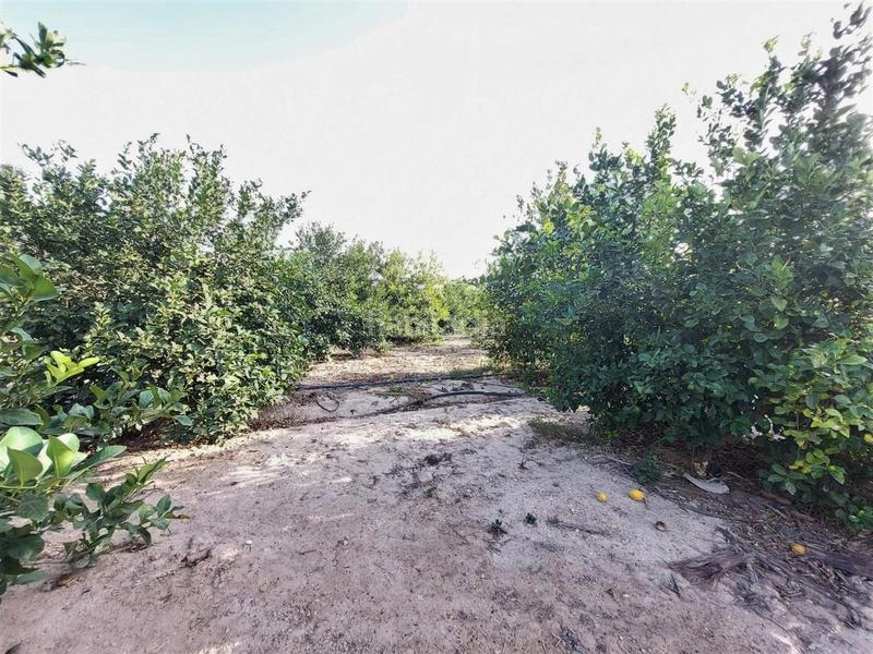 Foto 0a5c52ca-0d70-48c2-9b8a-ab730a5f3164. Terreno residencial terreno rústico en venta en daimés en Elche / Elx