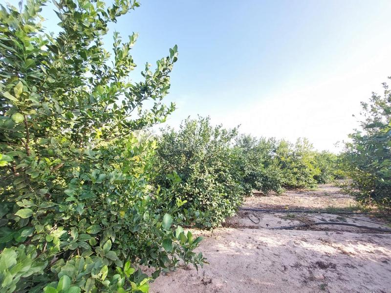 Foto d964006d-9fcc-4746-825a-e5d791268681. Terreno residencial terreno rústico en venta en daimés en Elche / Elx