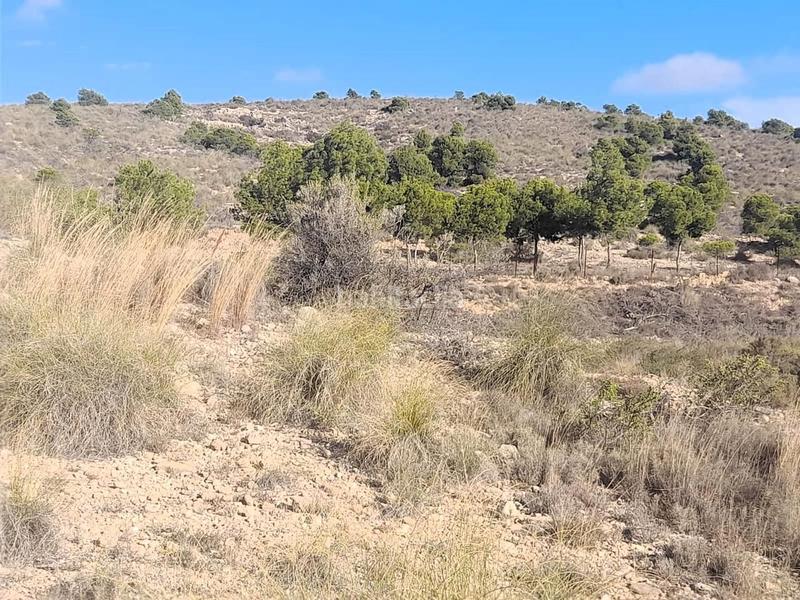 Foto 1dd6996e-feae-40a6-b73b-eeea4c960aad. Rural plot in Jubalcoi Elche / Elx