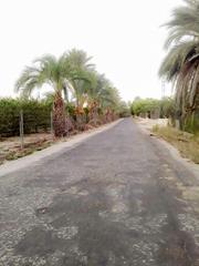 Terreno residencial  Partida daimes. Magnifica parcela plantada de limoneros en daimes