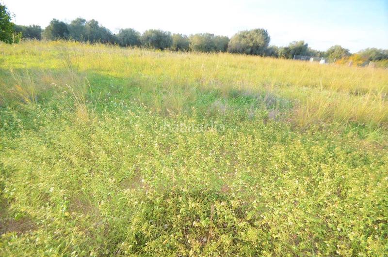 Foto c01bab0e-50af-4646-9c2e-5f11646866e0. Rural plot in Vistabella Vinaròs