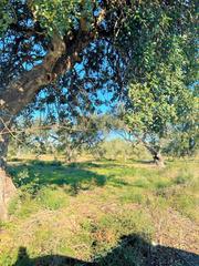 Finca rústica a Partidas de Interior - Zona Rústica. En venta finca rústica en vinaròs