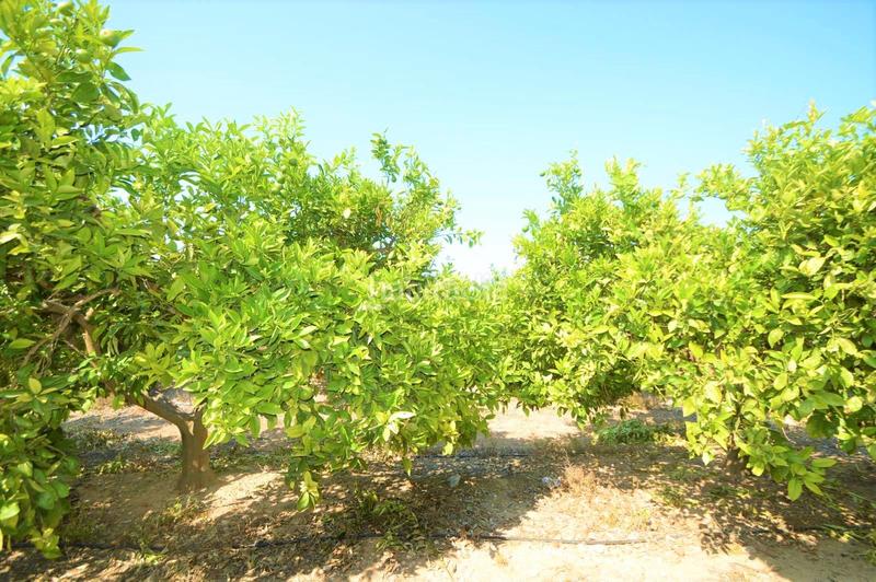 Foto d6d3a460-a72a-4674-ab1c-c6b60820a741. Xalet a camí de l'ermita 41 a closa de Vinaròs - ermita Vinaròs
