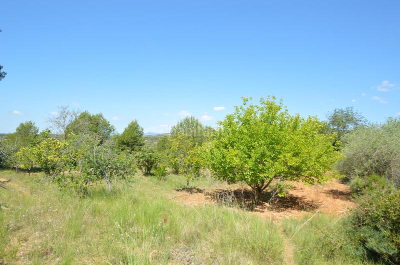 Foto 145ebf39-87d3-419f-8514-aed577779ce0. Finca rústica en venta, finca rústica en alcalá de xivert (castellón) en Alcossebre