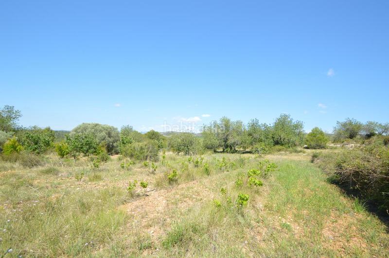 Foto 50138120-20b4-4c79-95e0-7522f87d9f0c. Finca rústica en venta, finca rústica en alcalá de xivert (castellón) en Alcossebre