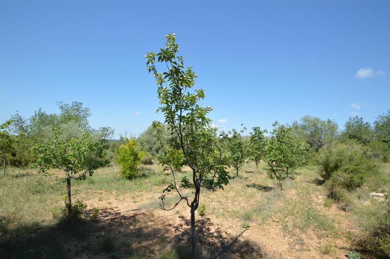 Foto 532e4946-8d62-45c7-ab64-846968832fff. Finca rústica en venta, finca rústica en alcalá de xivert (castellón) en Alcossebre
