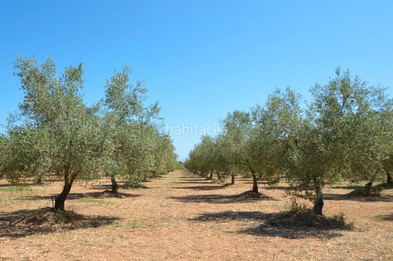 Foto a14e5421-eb50-496c-828e-168b9bc5934f. Chalet finca en venta en valentins - en Ulldecona