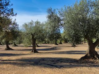 Landgut  Carrer verge de gràcia. Finca en venta en traiguera