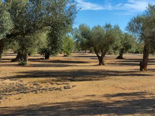 Finca rústica  N/a. Finca en venta en traiguera