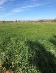 Terreny residencial  Calle azarbe de afuera. Parcelas a la venta en crevillente