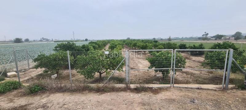 Foto b1b0249c-dfa6-4efb-ba58-b1e687bc9e06. Fondo rustico in Rojales