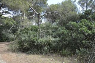 Terreny residencial a Cala Morell. Ref. 3804 parcela en cala morell